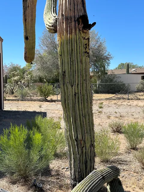 Arizona Cactus & Trees