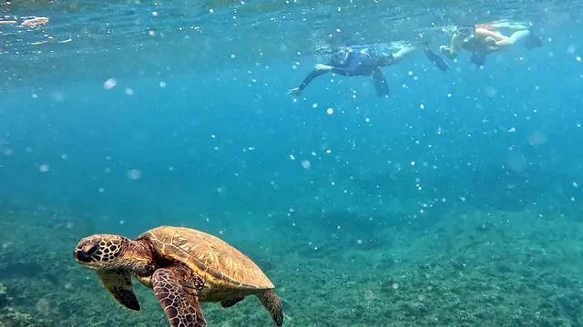 Snorkel And Dive Hawaii