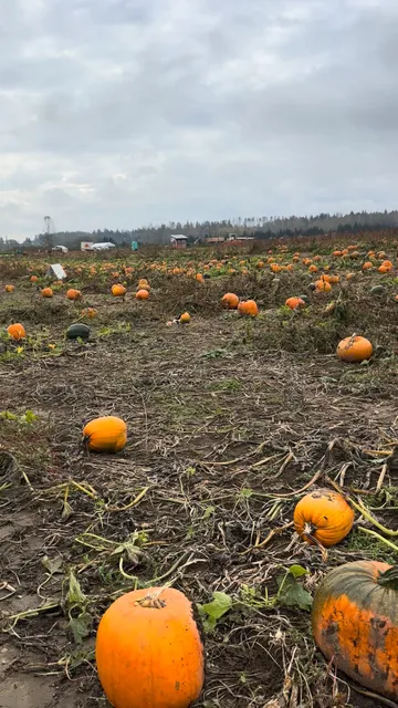 Biringer's Black Crow Maze