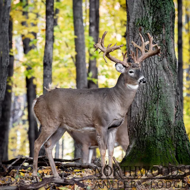 Northwoods Antler Lodge