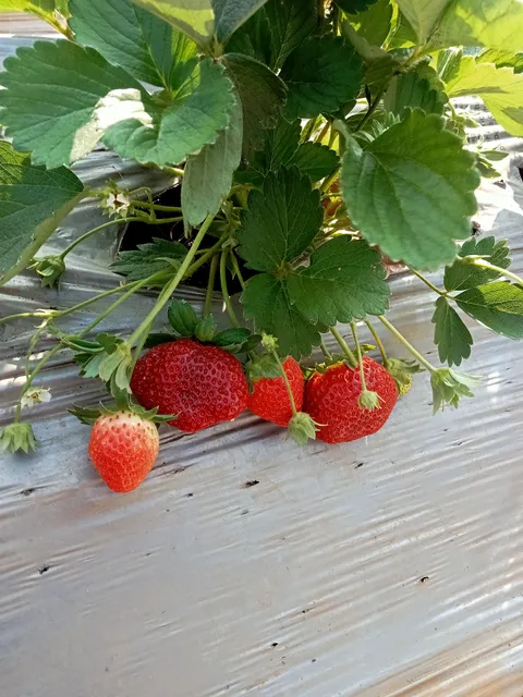 Krieger's Wholesale Nursery