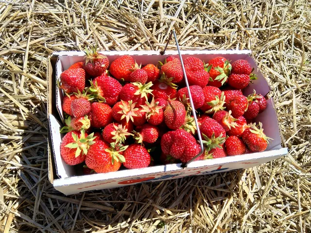 Thompson-Finch Farm, LLC