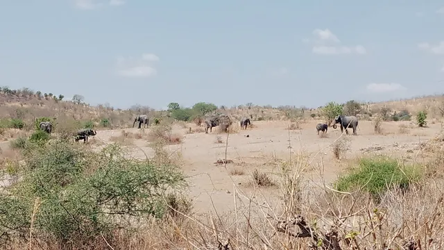 Wild Gaze Safaris Ltd