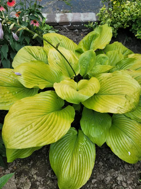 Ridgemere Farm stand