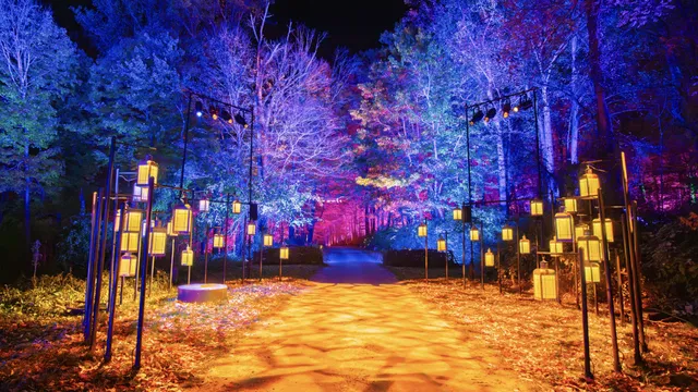 Harry Potter: A Forbidden Forest Experience Cincinnati