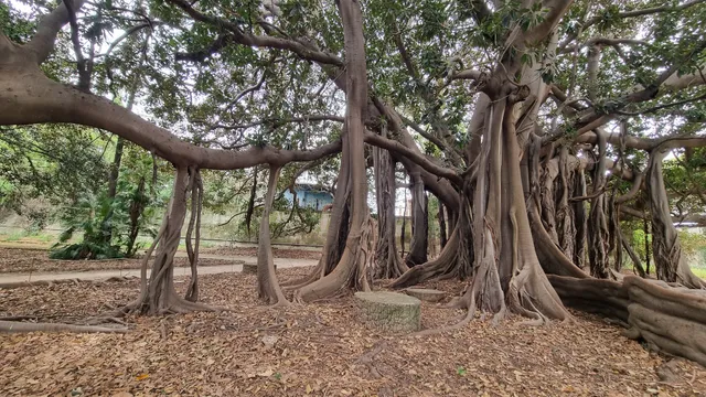 Palermo Botanical Garden's Giant Ficus