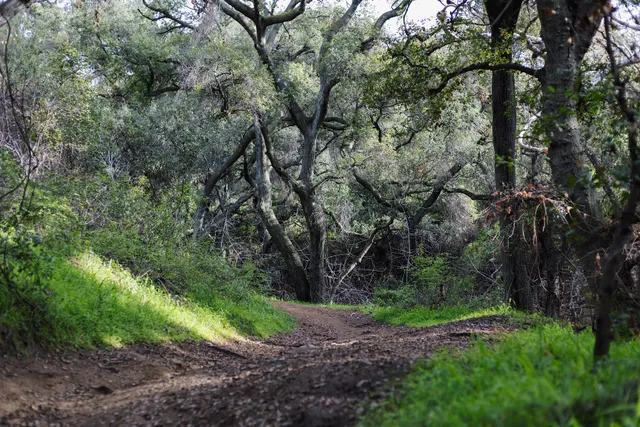 Marshall Canyon Trail