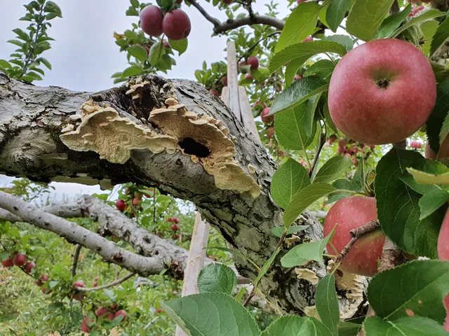 Honey Pot Hill Orchards