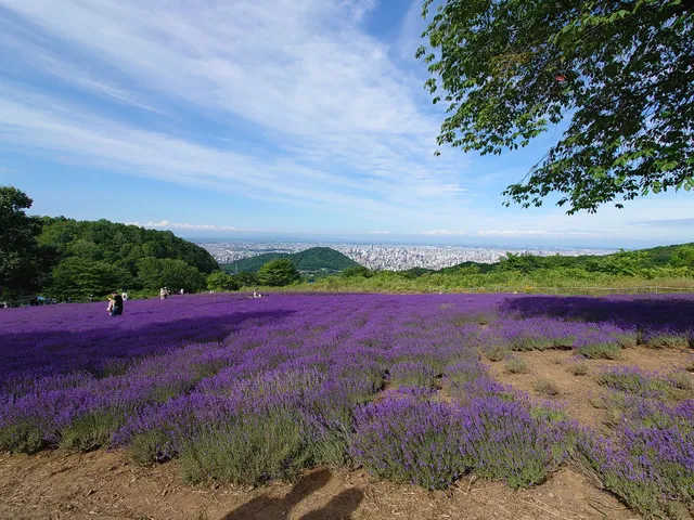 Horomitoge Lavender Garden