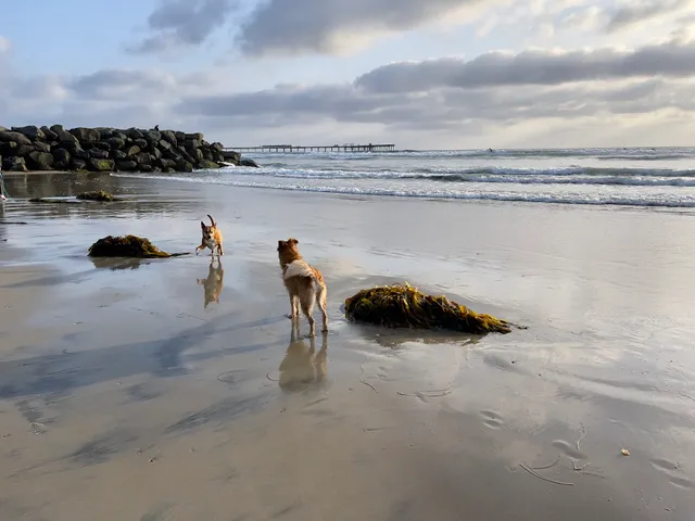 Dog Beach Ocean Beach
