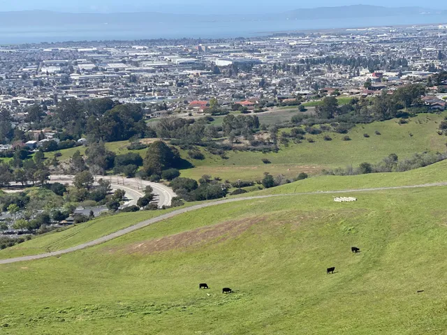 Alameda County Children's Memorial Flag and Grove Project