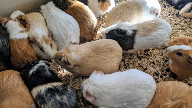 Guinea Pig Petting Zoo