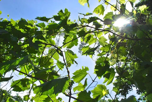 La Forge Family Vineyard