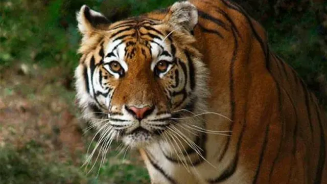 Tigers For Tomorrow Wild Animal Preserve, Inc.