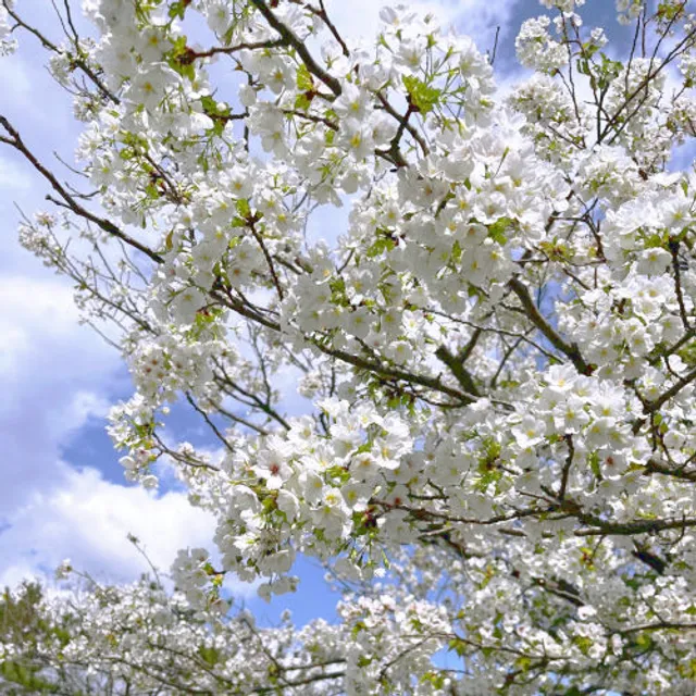 手ぶらBBQ 東京夢の島マリーナ アウトドアスクウェア