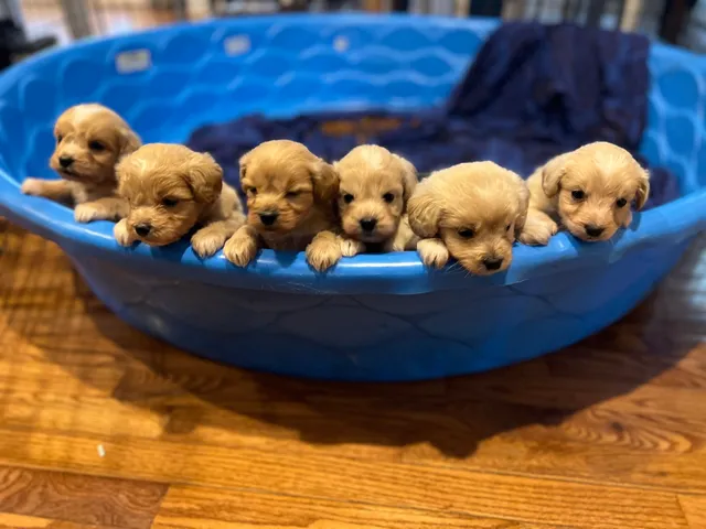 Ferguson Family Farms