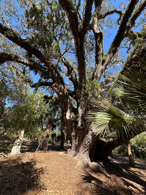 The Mammoth Live Oak Tree