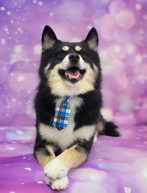 Woof Gang Bakery & Grooming Concord