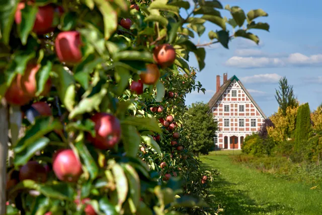 Altes Land am Elbstrom (Tourismusverband Landkreis Stade/Elbe e.V)