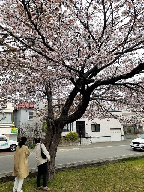 Sakura Park