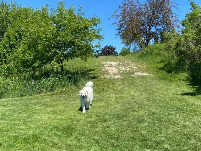 Paws to Play Dog Park