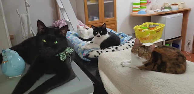 ハッピーキャット