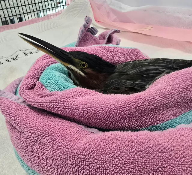 Key West Wildlife Center (24 hour rescues)