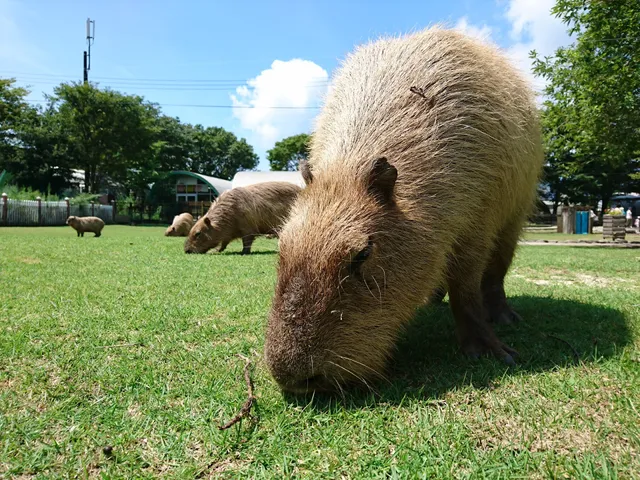 ふれあい動物王国