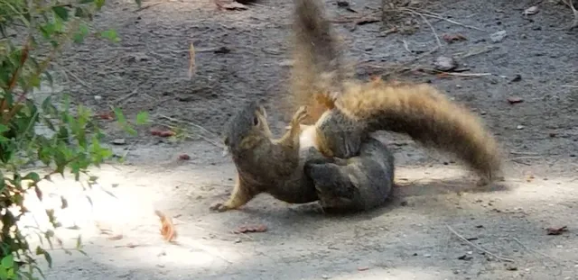 Fairview Avenue Park