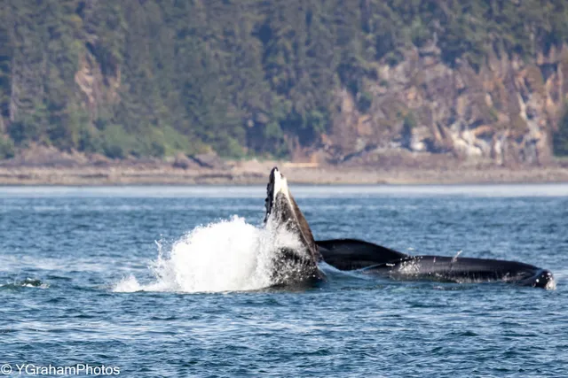 Glacier Wind Charters