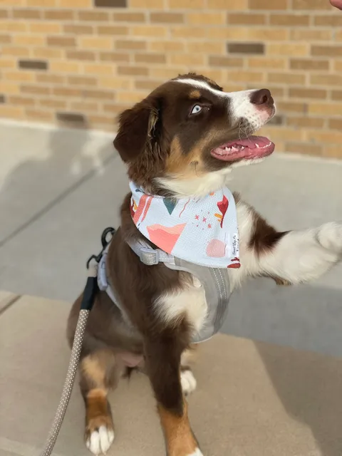 Sweet Pup Co. Pet Boutique