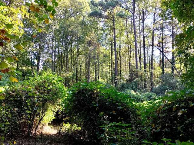 Ashford Forest Preserve Park Lane Trailhead