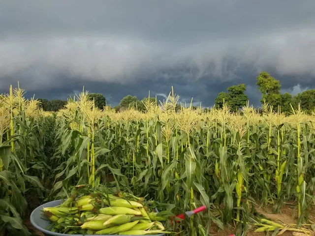 Jolo Farms and Services