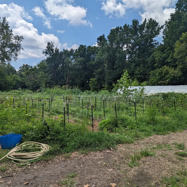 Unearthing Farm & Market