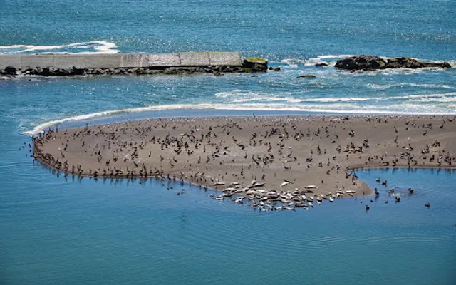 Jenner - Seal Restplace