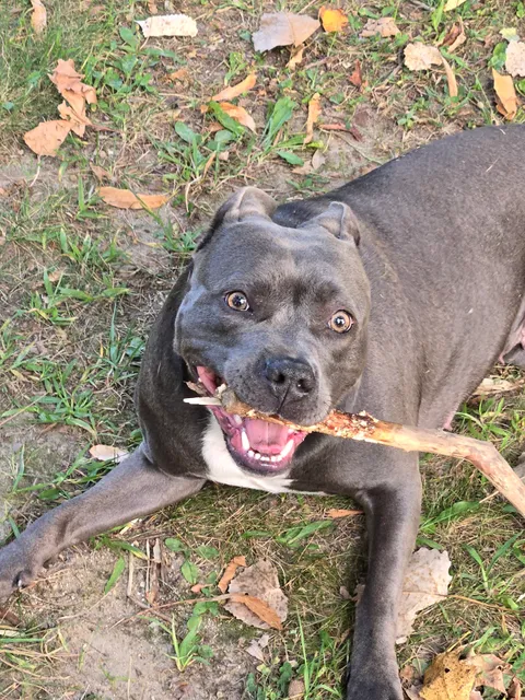 Berrien County Animal Services