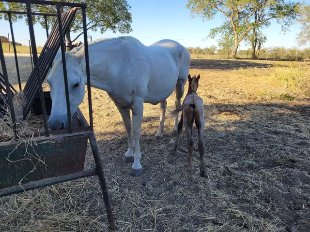 Coup De Cartel Ranch