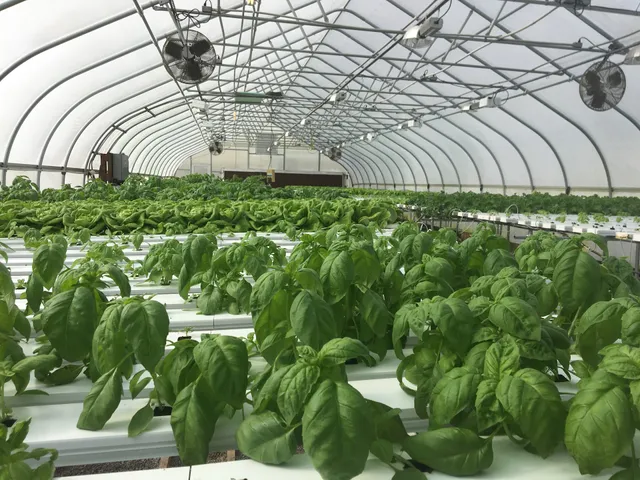 Paradise Farms KISRA