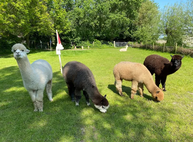 Alpaca en Falabella Ranch