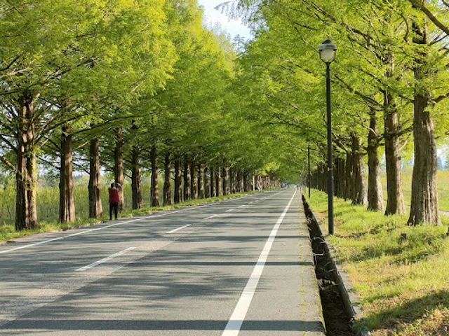 Metasequoia Avenue South End