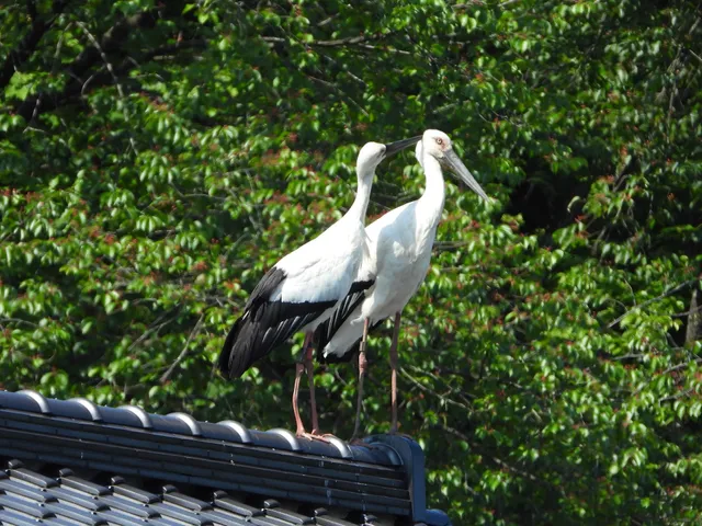 Hyogo Park of the Oriental White Stork (Konotorinosato Park)