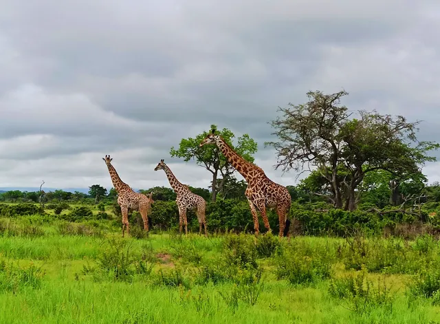 Mikumi National Park Office