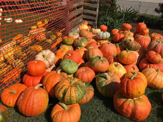 Mitchell Farms Peanut Farm open Aug- Oct and Pumpkin Patch open Sept 27-Nov 2; Sat 9-6 and Sun 1-5