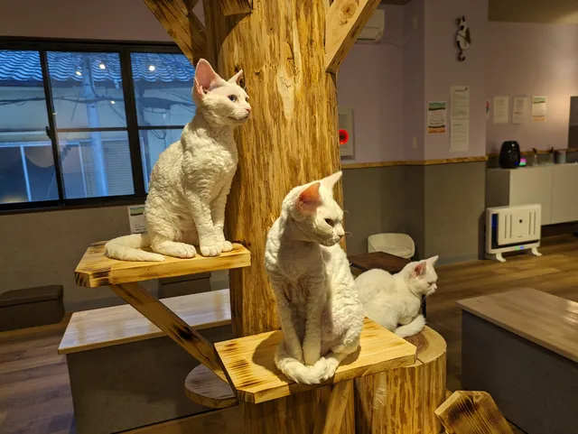 猫カフェ Cone Cafe