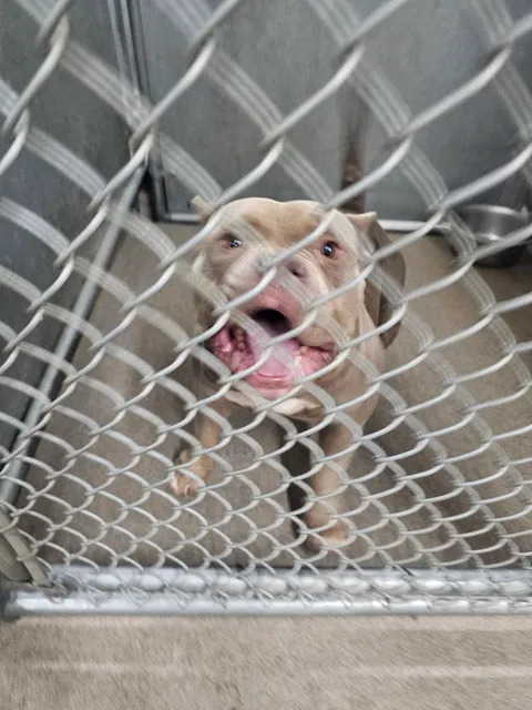 Hesperia Animal Services