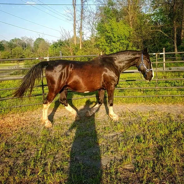 Shady Hollow Assisted Riding