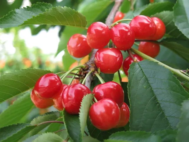 Yamagata cherry land (Kaminoyama tourism fruit garden)