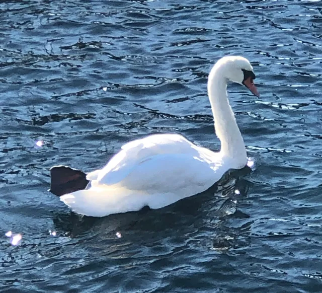 Sheepshead Bay Piers