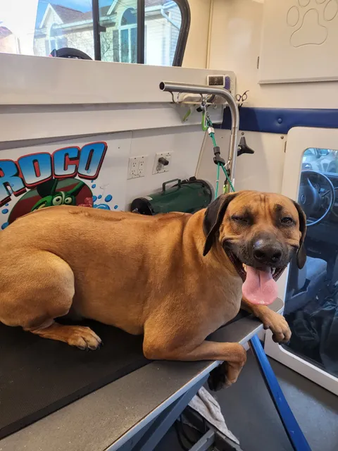 Roco Mobile Pet Spa