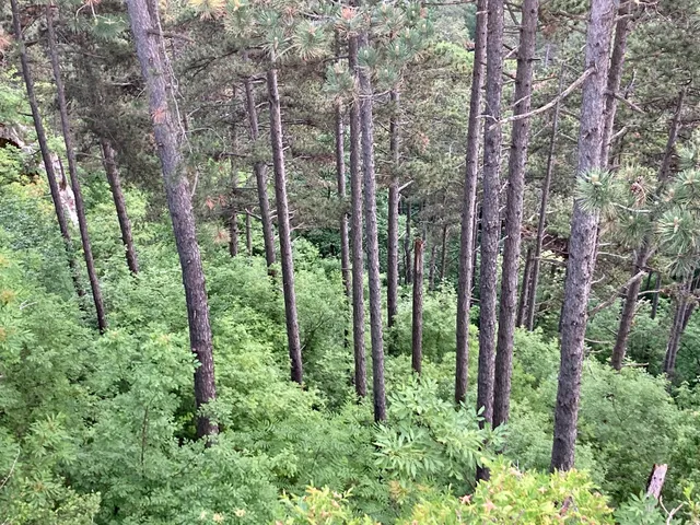 The ruins of the Brassovia Fortress